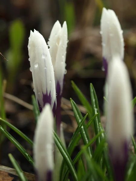 Witte crocus met waterdruppels — Stockfoto