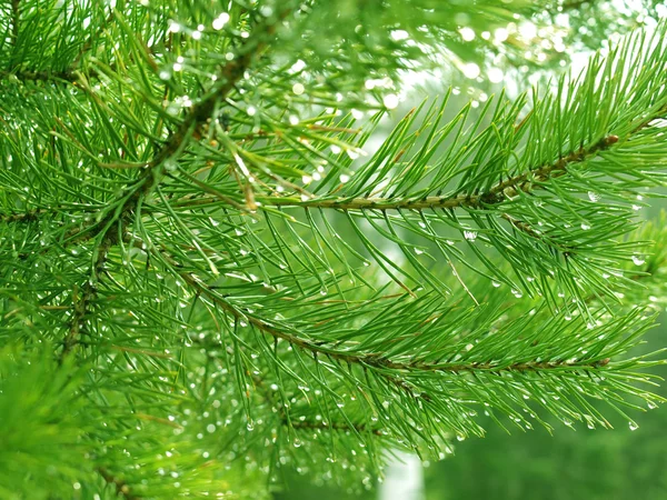 Drops on needles — Stock Photo, Image