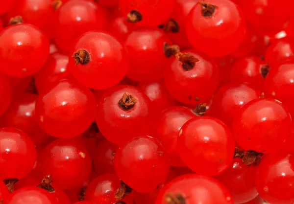 Rote Johannisbeere — Stockfoto