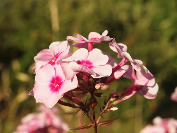 Rosa phlox — Stockfoto