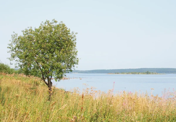 Strom na pobřeží jezera — Stock fotografie