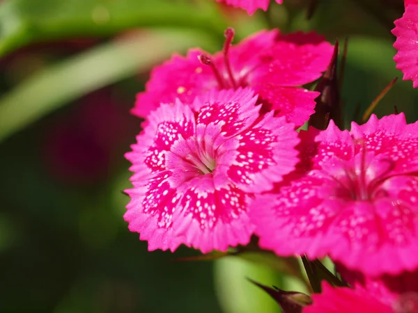 カーネーションの花緑の葉の背景 — ストック写真