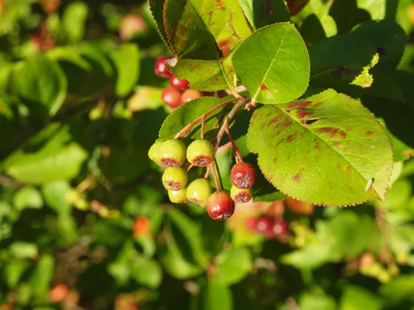 Black chokeberry (Aronia melanocarpa) — Stock Photo, Image