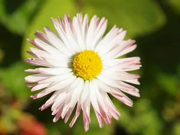 Zbliżenie kwiatów stokrotka — Zdjęcie stockowe