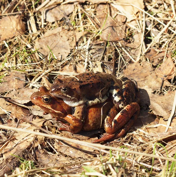 Dvě žáby na trávě na jaře — Stock fotografie