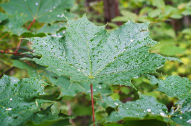 ıslak akçaağaç yaprağı