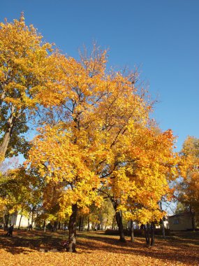Sonbaharda park et.