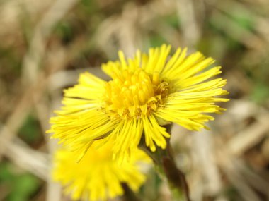 Coltsfoot bahar