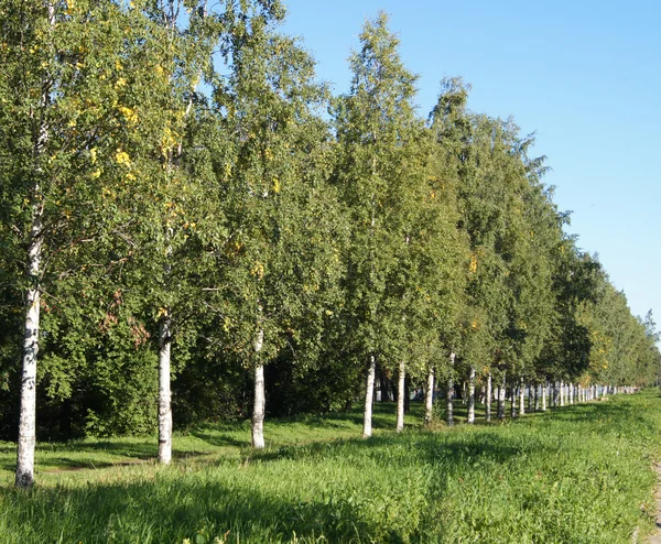 Bříza avenue — Stock fotografie