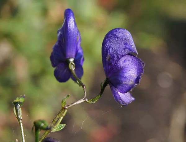 Blauwe monnikskap — Stockfoto