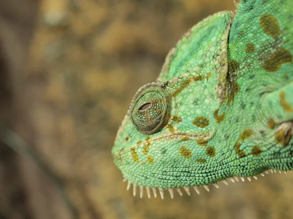 Groene kameleon — Stockfoto