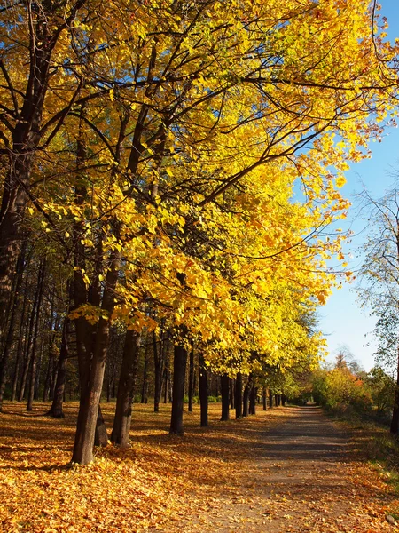 Parque en el otoño — Foto de Stock