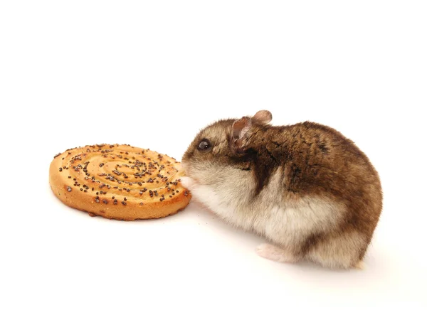 Hamster et biscuits sur fond blanc — Photo