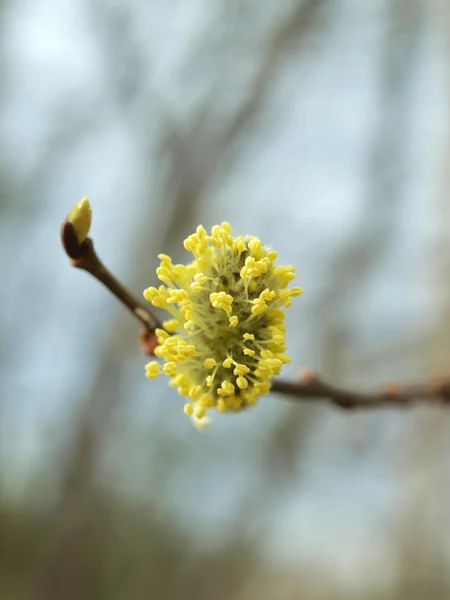 에 버드 나무의 무성 한 꽃 — 스톡 사진