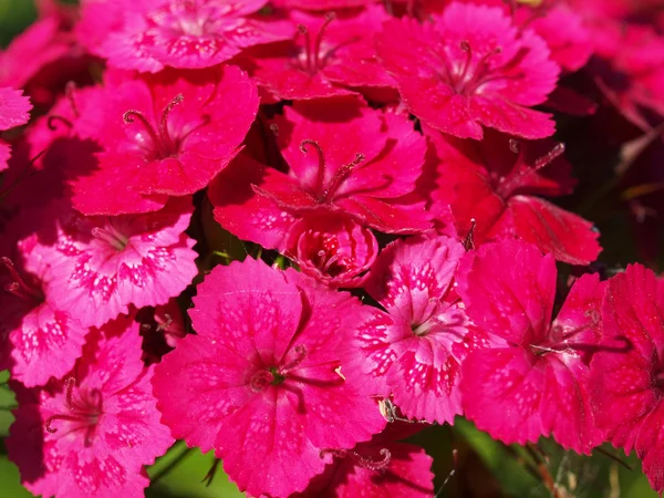 Fleurs d'oeillet sur un fond de feuilles vertes — Photo