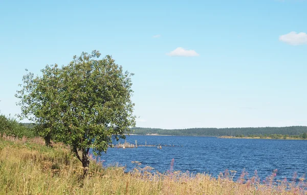 Дерево на берегу озера весной — стоковое фото