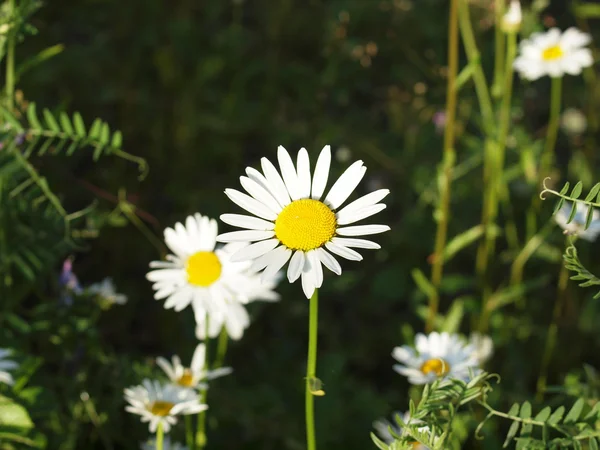 Weiße und gelbe Gänseblümchen — Stockfoto