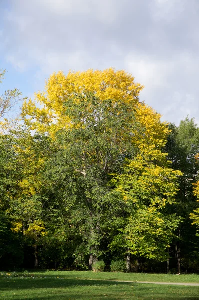 Park jesienią — Zdjęcie stockowe