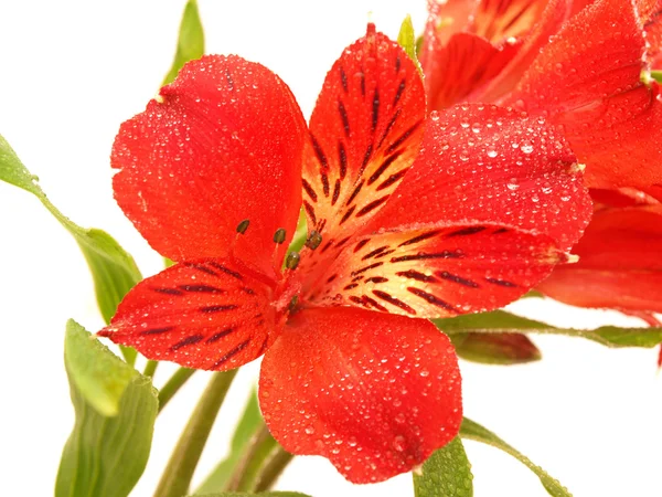 Alstroemeria su sfondo bianco — Foto Stock