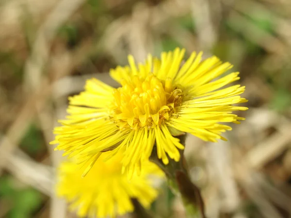 Coltsfoot in the spring — Stock Photo, Image