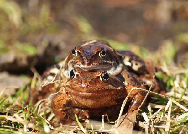 Två grodor på en gräs på våren — Stockfoto