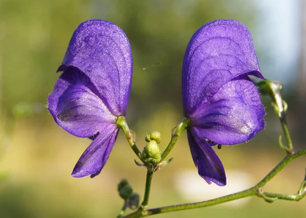 Цветы Monkshood (Aconitum napellus) — стоковое фото