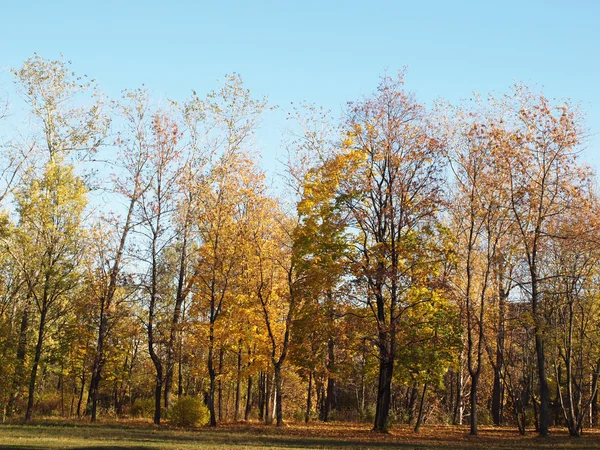 Park jesienią — Zdjęcie stockowe