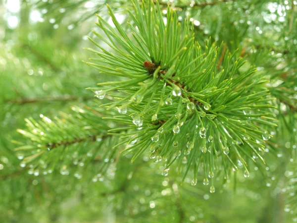 Pine needle with dewdrops in morning — Stock Photo, Image