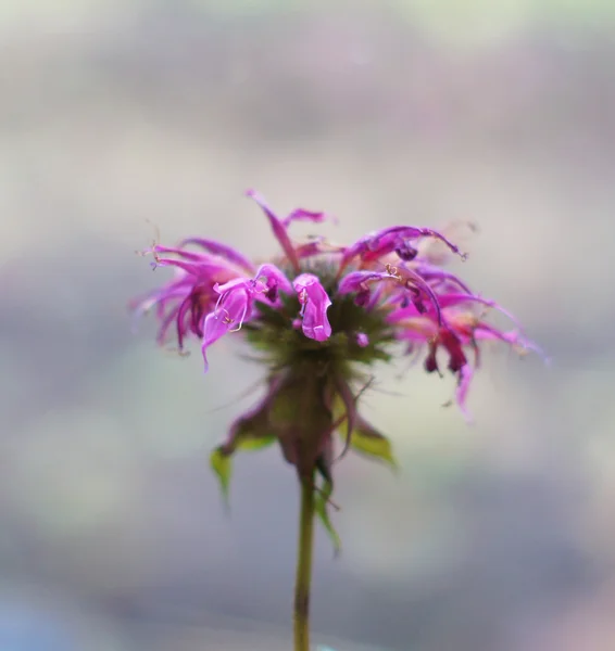 Monarda çiçek — Stok fotoğraf