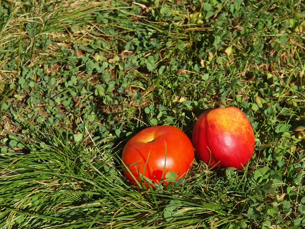 Томатный и персиковый — стоковое фото