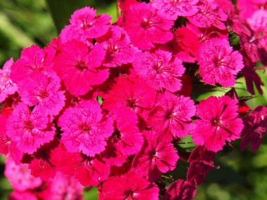 yeşil yaprak zemin karanfil çiçek