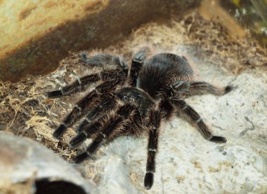 tarantula örümceği