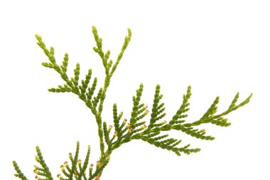 beyaz zemin üzerine yeşil Mazı Şubesi