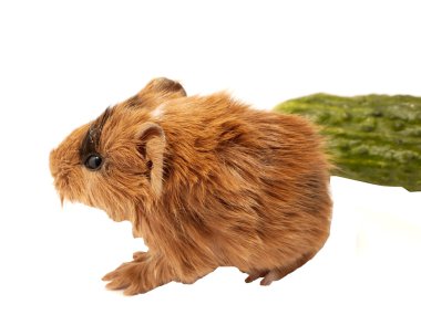 Bebek eskiden şiling şimdi domuz salatalık ile