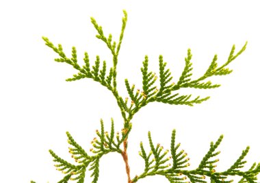 beyaz zemin üzerine yeşil Mazı Şubesi