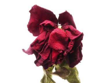 kurutulmuş gül baş beyaz izole