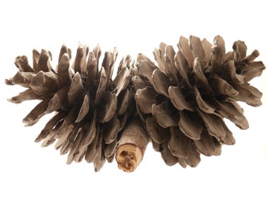 Beyaz arkaplanda koniler