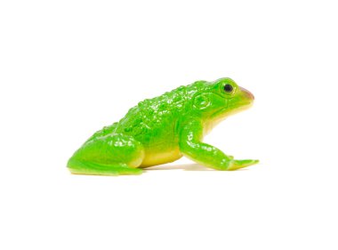 Beyaz arkaplandaki kurbağa