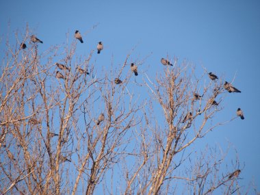 bir dal, kışın raven. gün batımı