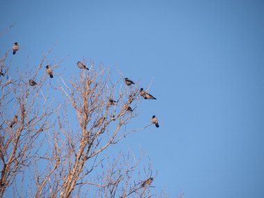 bir dal, kışın raven. gün batımı