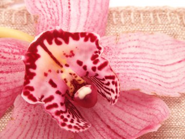 Orkide ehlileştirmek