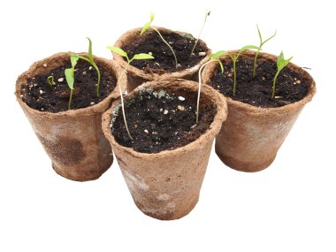 beyaz zemin üzerine biber fidesi