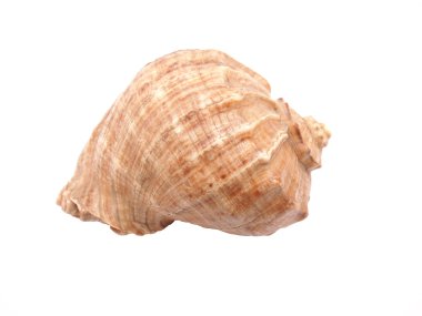 Beyaz arkaplanda deniz kabuğu