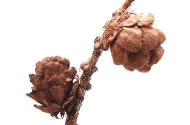 Karaçam konileri üzerinde beyaz arka plan ayrı tut.