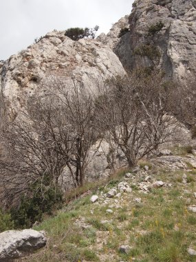 ağaçlar, gökyüzü ve kaya