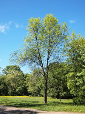 Yaz park, ağaçlar