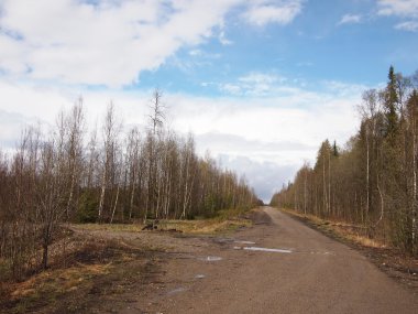 ormanda yol