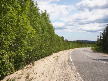 güzel yeşil orman yolu