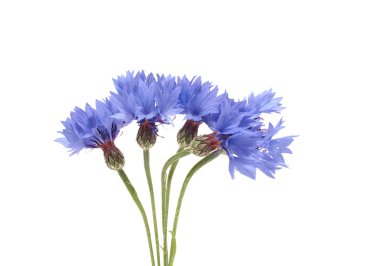 Beyaz arka plan üzerinde izole Peygamber buket