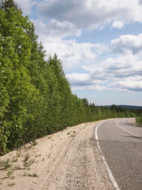 güzel yeşil orman yolu